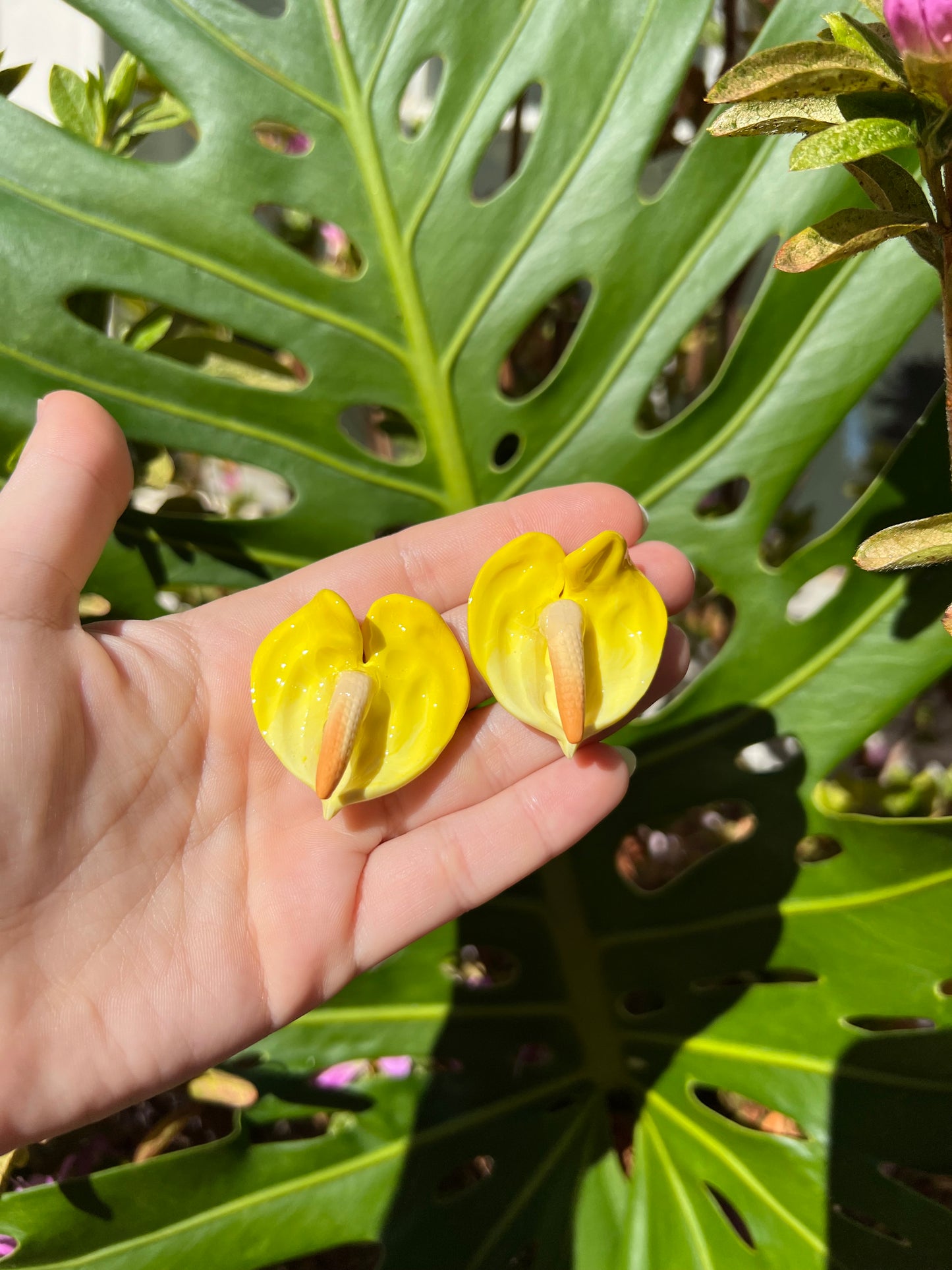 Anthurium Stud Sunshine